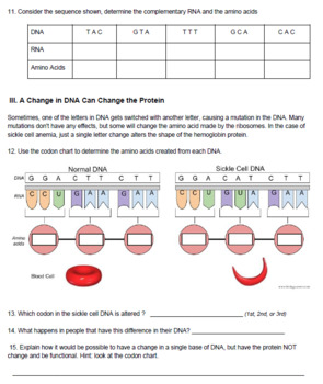 The Genetics of Sickle Cell Anemia (KEY) by Biologycorner ...