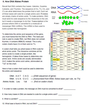 The Genetics of Sickle Cell Anemia (KEY) by Biologycorner | TPT