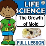 The Growth of Mold (Mould) in Different Environments