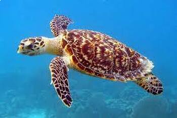 Preview of The Hawksbill Turtle: Navigators of the Coral Reefs