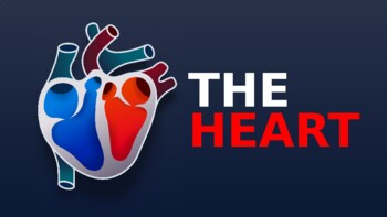 Preview of The Heart | Interactive diagram