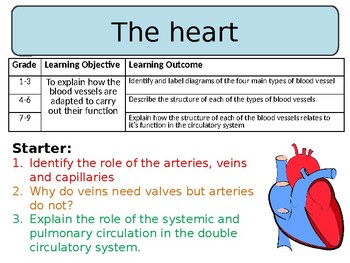 Preview of The Heart - Lesson & Worksheets