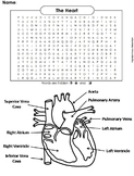 Heart/ Circulatory System Activity Word Search (Human Body
