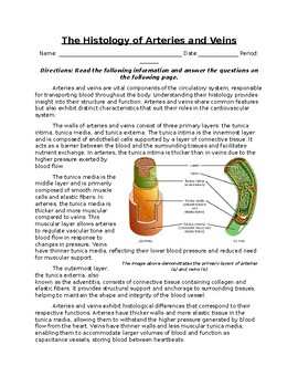 Preview of The Histology of Arteries and Veins: Informational Text, Images, and Assessment