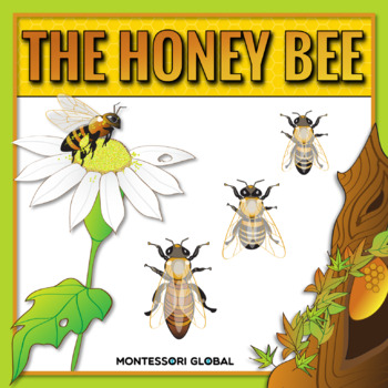 Preview of Parts of a Bee and Life Cycle of a Bee | Montessori 3-Part Cards and Boom Cards