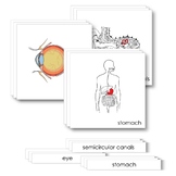 The Human Anatomy (Parts-of Cards Bundle)