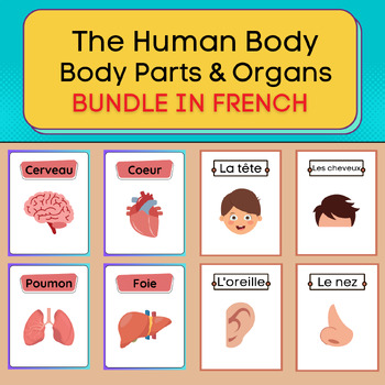 Preview of The Human Body - Body Parts & Organs Flash Cards In French. Printable Bundle