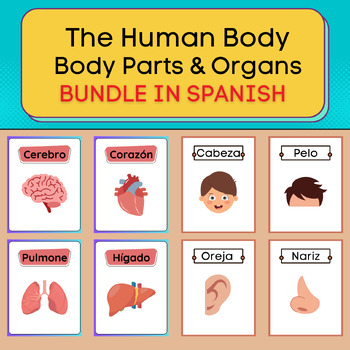 Preview of The Human Body - Body Parts & Organs Flash Cards In Spanish. Printable Bundle