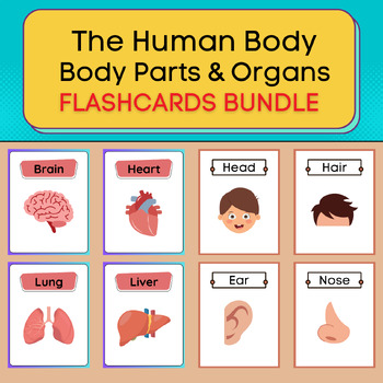 Preview of The Human Body - Body Parts & Organs Flash Cards. Printable Posters Bundle