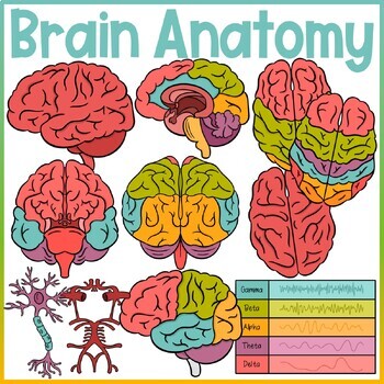 The Human Body | Brain Clip Art | Brain Functions, Anatomy | TPT