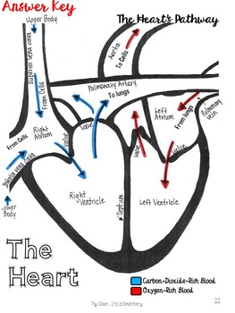 The Human Body Circulatory System by My Dear It's Elementary | TpT