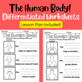 The Human Body Differentiated Worksheets for Elementary Health