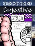 The Human Body {Digestive System FREEBIE}