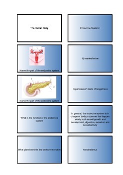 Preview of The Human Body - Endocrine System Flash Cards I
