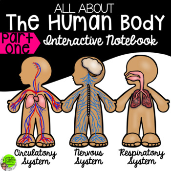 Preview of The Human Body Interactive Notebook (Circulatory, Respiratory, Nervous Systems)