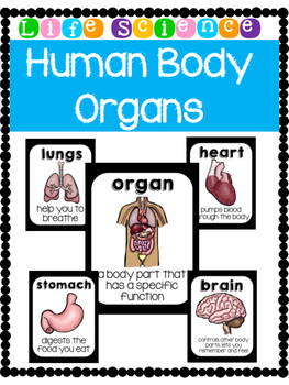 Preview of The Human Body- Organs