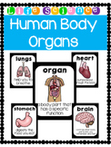 The Human Body- Organs