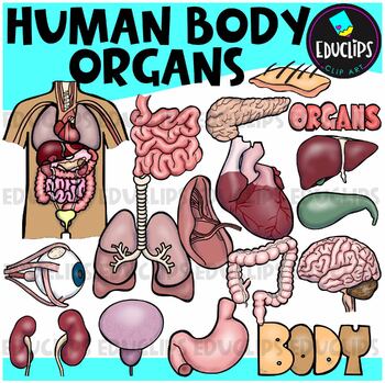 Preview of The Human Body - Organs Clip Art Set {Educlips Clipart}