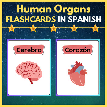 Preview of The Human Body - Organs Flash Cards In Spanish. Printable Posters