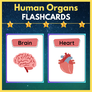 Preview of The Human Body - Organs Flash Cards. Printable Posters