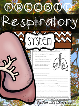 Preview of The Human Body {Respiratory System FREEBIE}