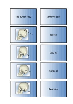 Preview of The Human Body - Skeletal System Flash Cards III