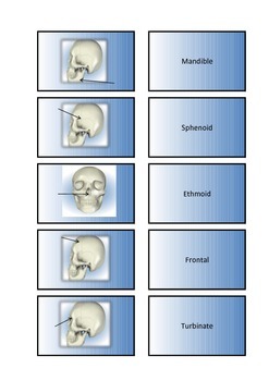 Flashcard: Skeletal System