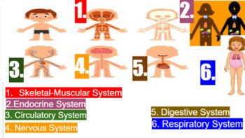 Preview of The Human Body Systems