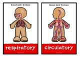 The Human Body Systems Picture Set/Flash Cards