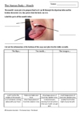 The Human Body - The Mouth Worksheets