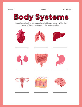 Preview of The Human Body Uncovered: A Comprehensive Anatomy Worksheet Packet