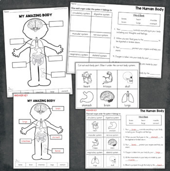 the human body systems organs for primary grades posters worksheets