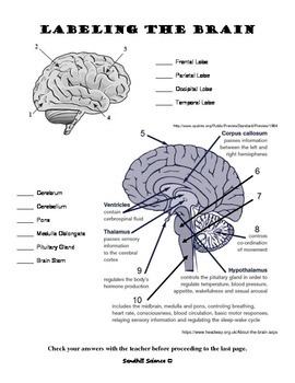 The Human Brain- Read and Label Worksheet by Sandhill Science | TPT