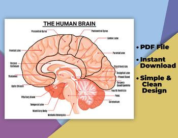 Preview of The Human Brain Anatomy Poster Decor Set (Printable),  Human Biology Poster.