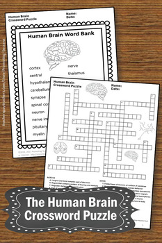 Human Brain Crossword Puzzle 5th Grade Science Distance Learning Packet