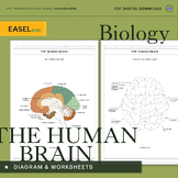The Human Brain Diagram & Worksheets - Science Educational