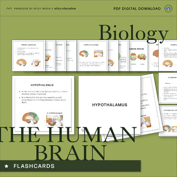 Preview of The Human Brain Flashcards - Science Educational Resource - Exam Prep Cards