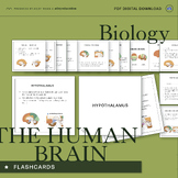 The Human Brain Flashcards - Science Educational Resource 