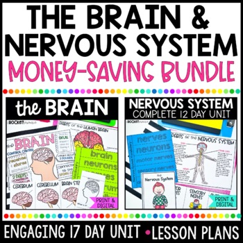 Preview of The Human Brain and Nervous System BUNDLE | Human Body System Worksheets