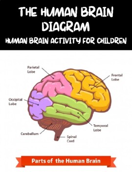parts of the brain for kids worksheet