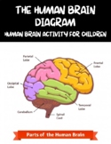The Human Brain Worksheets - Human Brain Activity for Children