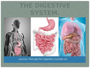Preview of The Human Digestive System.