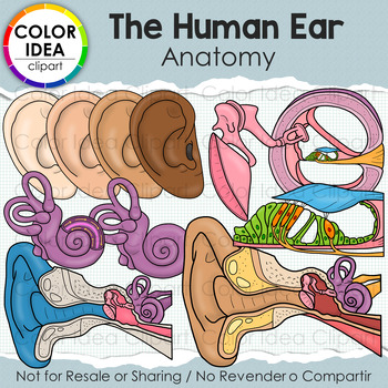 Preview of The Human Ear - Anatomy