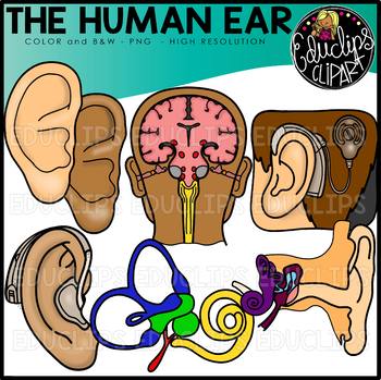 Preview of The Human Ear Clip Art Set {Educlips Clipart}
