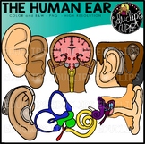 The Human Ear Clip Art Set {Educlips Clipart}