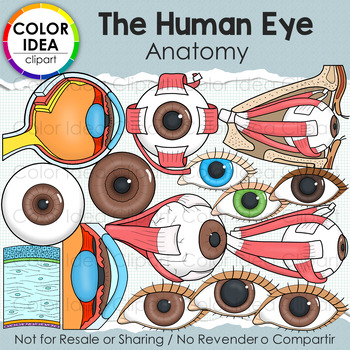 Preview of The Human Eye - Anatomy