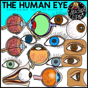 Preview of The Human Eye Clip Art Set {Educlips Clipart}
