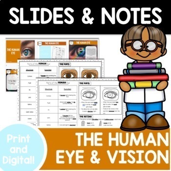 Preview of The Human Eye | Optics and Vision | Google Slides & Notes | INB