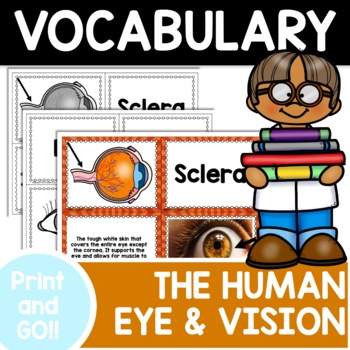 Preview of The Human Eye | Optics and Vision | Vocabulary Cards