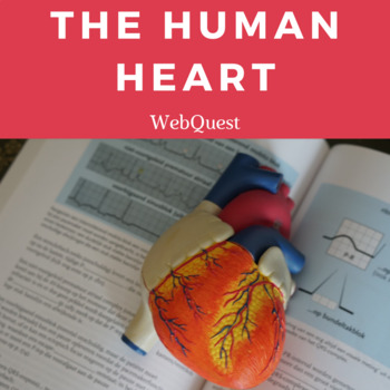 Preview of The Human Heart Biology WebQuest/Escape the Room (Valentine's Day)